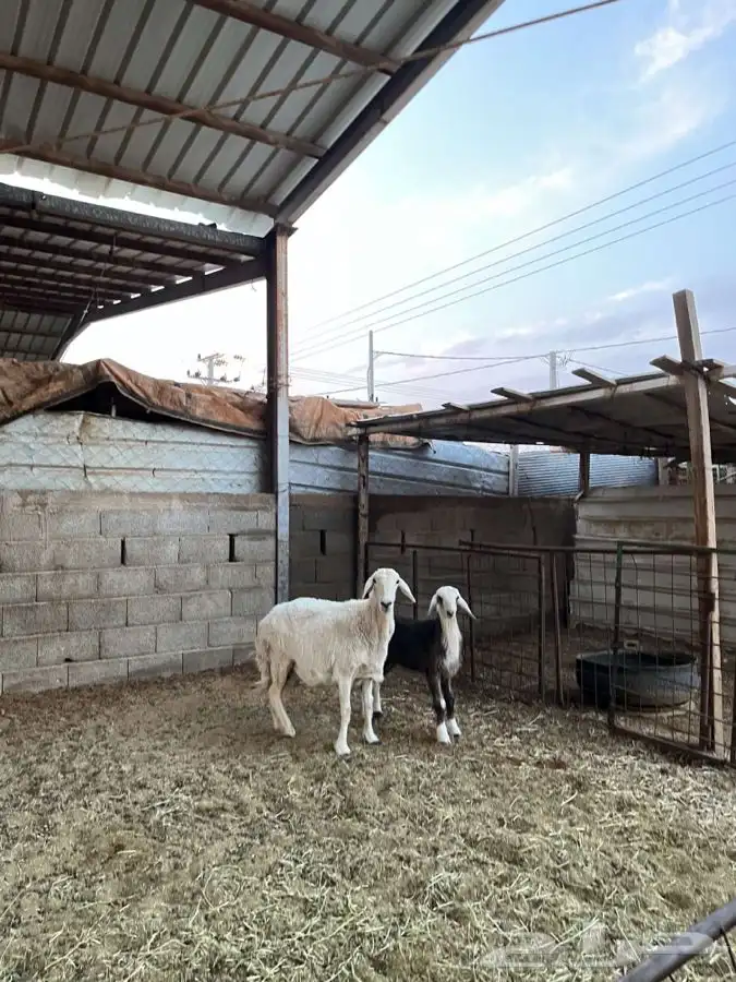 حريه معها رخل 0