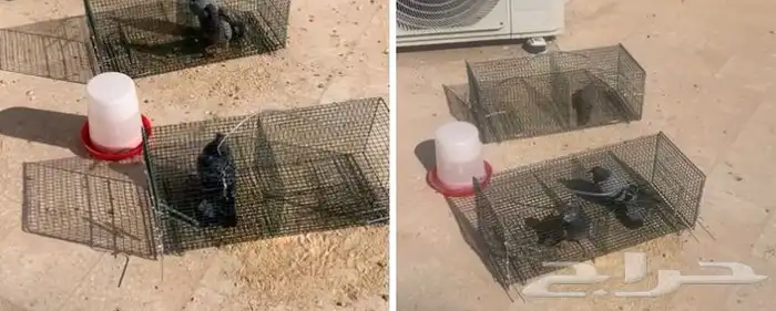 مصيدة طيور باب واحد 18