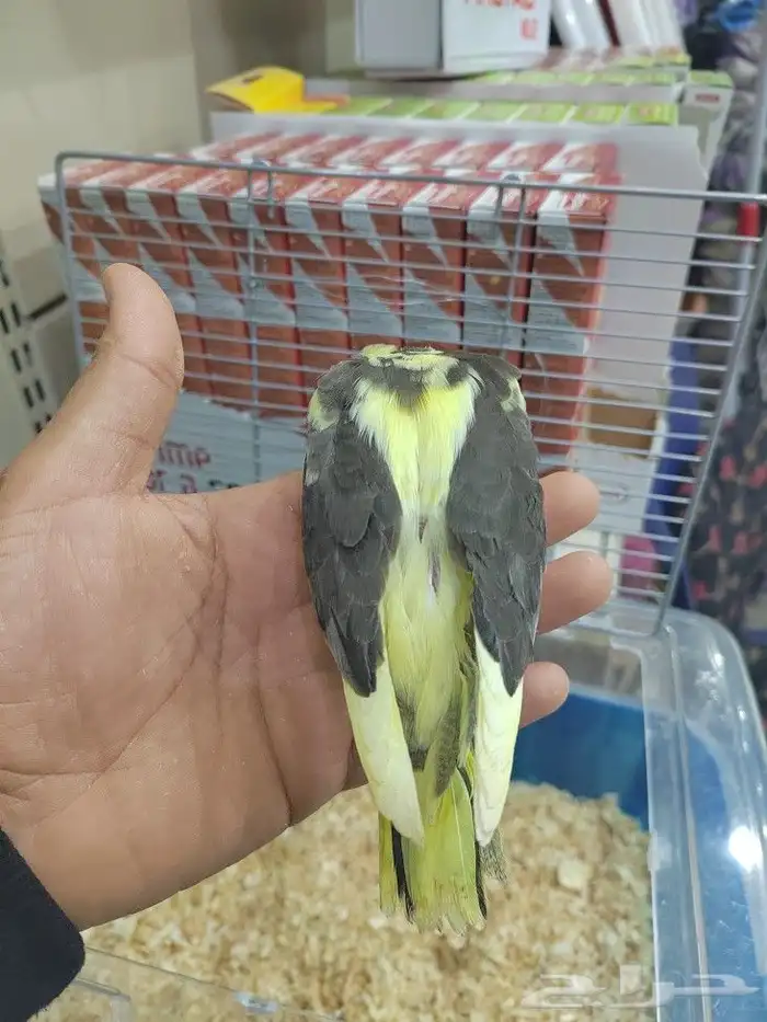 فروخ كروان البينو وبايد للهدد 13