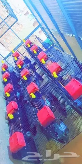 محاكر حمام 3 دور 6 بياضه 3