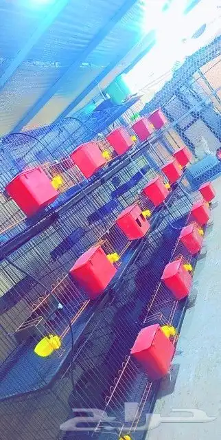 محاكر حمام 3 دور 6 بياضه 4