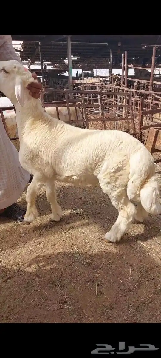 طبخ بجميع أنواعه مع التوصيل وذبايح ثلاجة 10