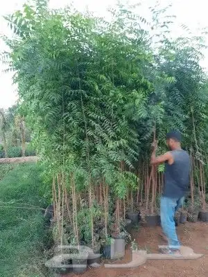 شتلات نيم جميع المقاسات 1