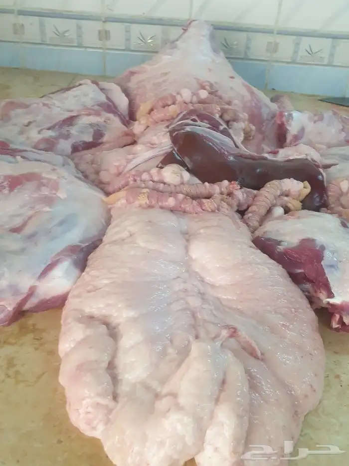 ذبيحتك حري فاخر باسعار مناسبه لباب بيتك 10