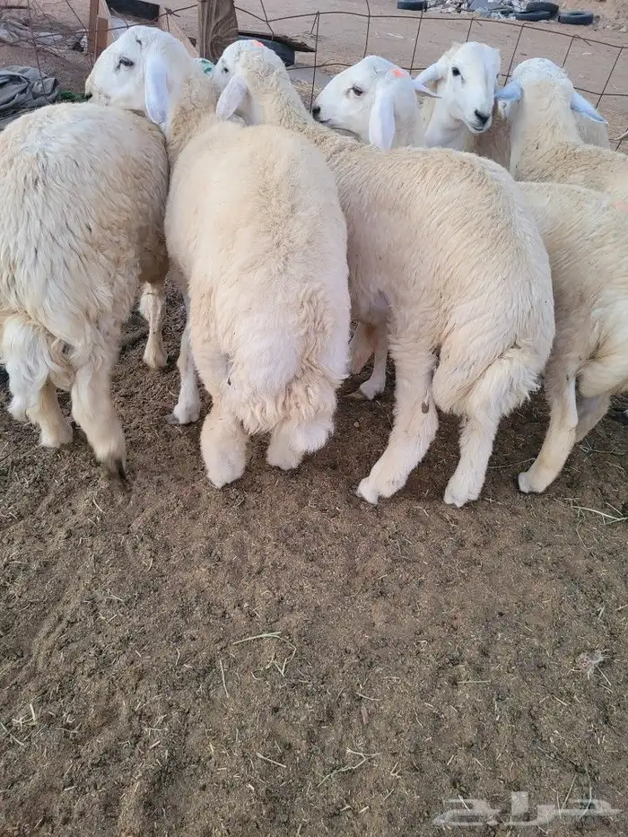 ذبيحتك حري فاخر باسعار مناسبه لباب بيتك 0