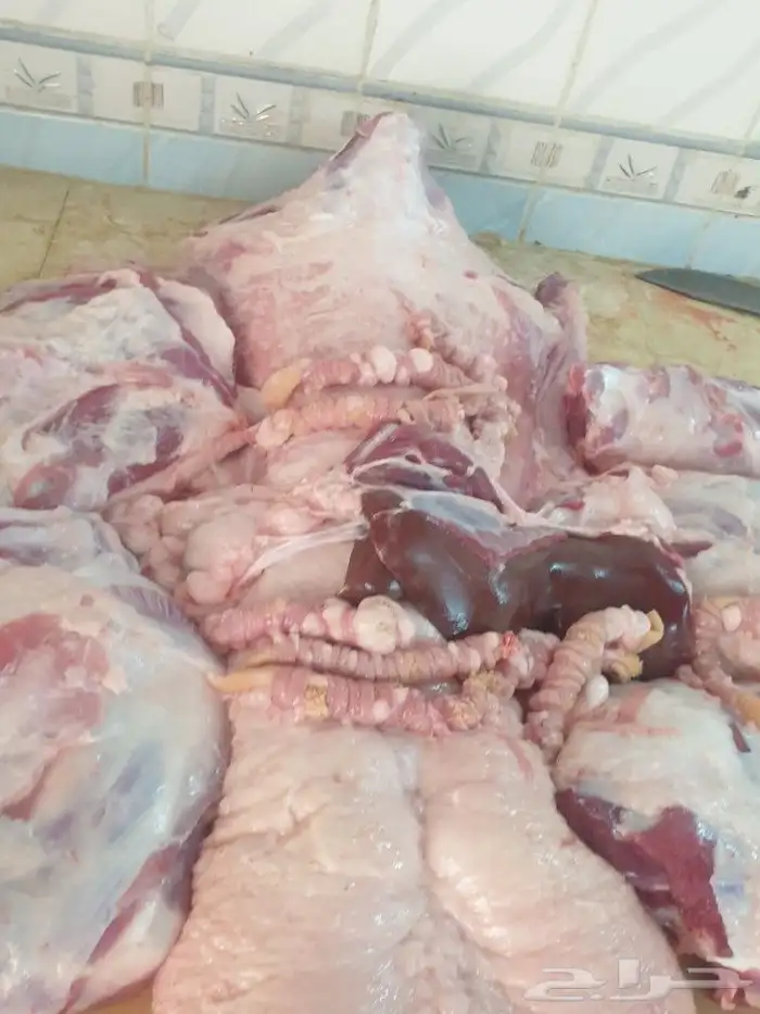 ذبيحتك حري فاخر باسعار مناسبه لباب بيتك 11