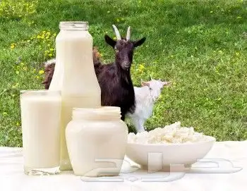 حليب ماعز طازج بدون أي إضافات 0