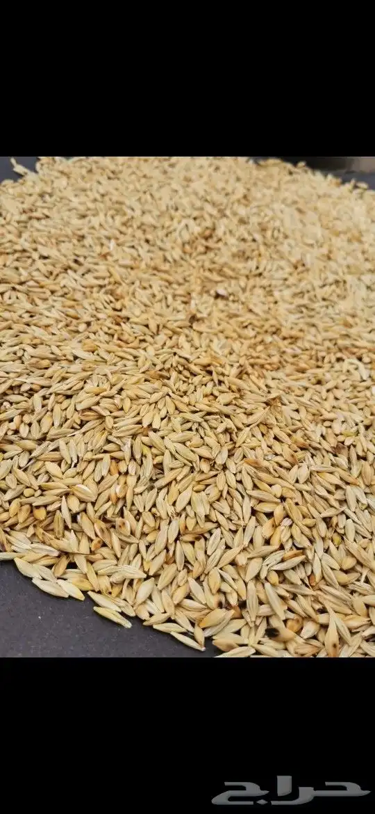 شعير وهند وبر بلدي عضوي انتاج جديد 0