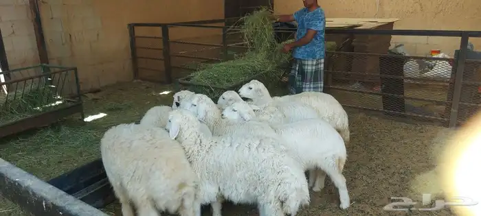 خروف سيخ على الجمر 6