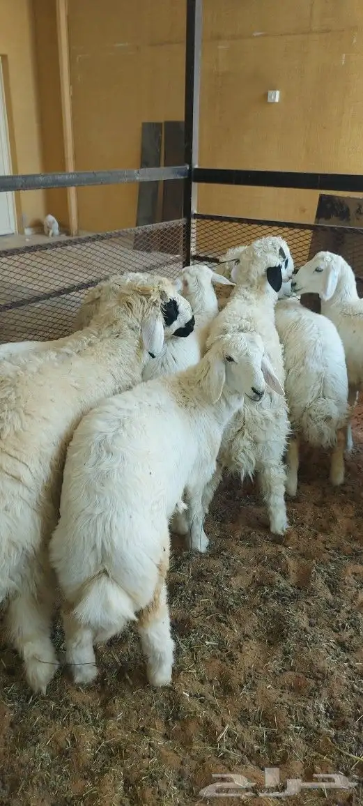خروف سيخ على الجمر 7