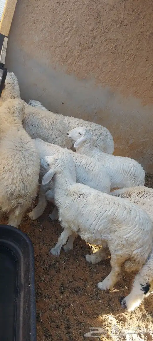 خروف سيخ على الجمر 5