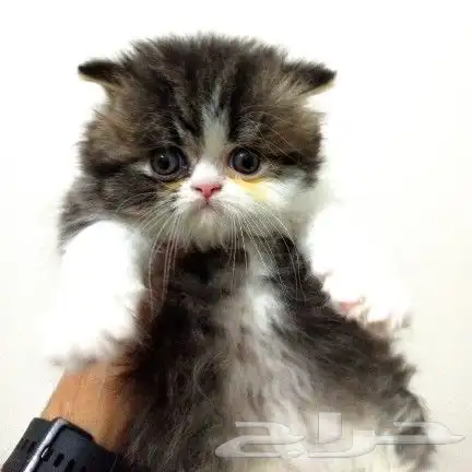 متجر لبيع القطط الصغيرة والجميلة 5