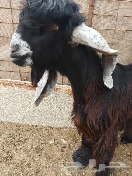 تيس عارضي للبيع 1