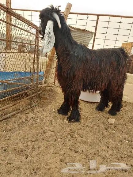 تيس عارضي للبيع 2