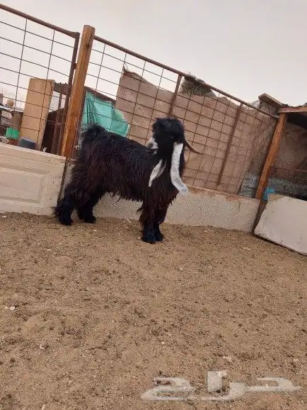 تيس عارضي للبيع 4