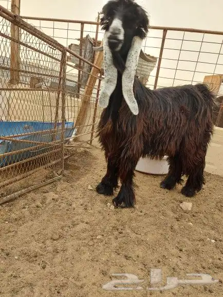 تيس عارضي للبيع 3