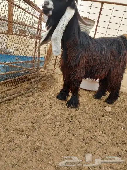 تيس عارضي للبيع 5