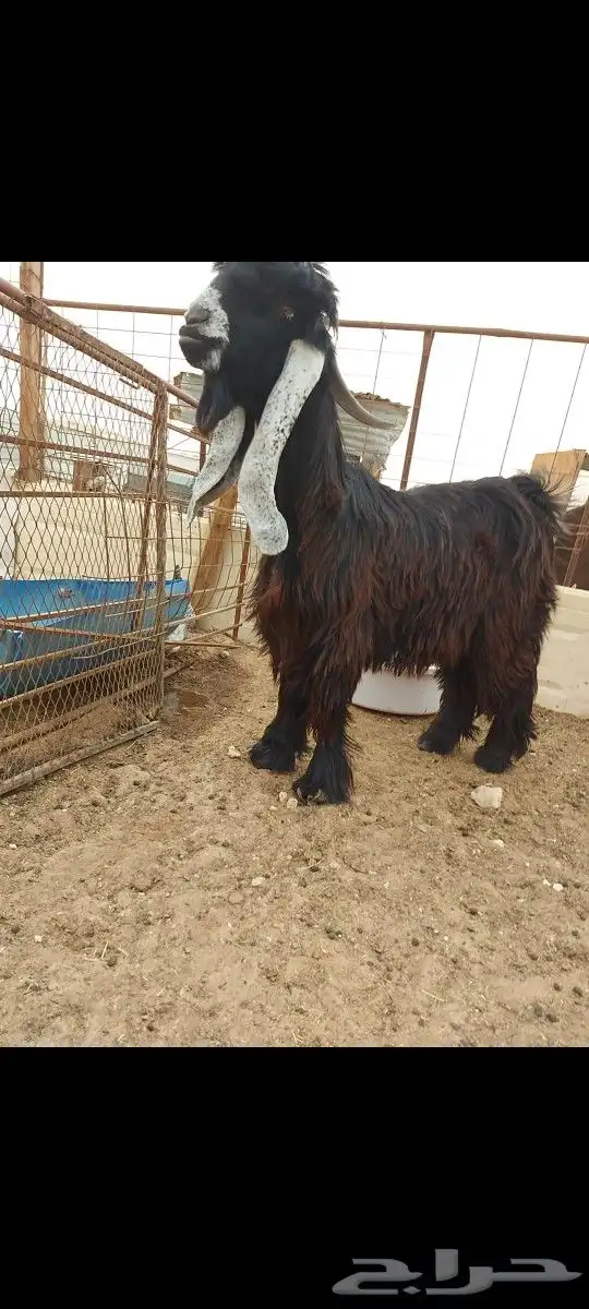 تيس عارضي للبيع 0