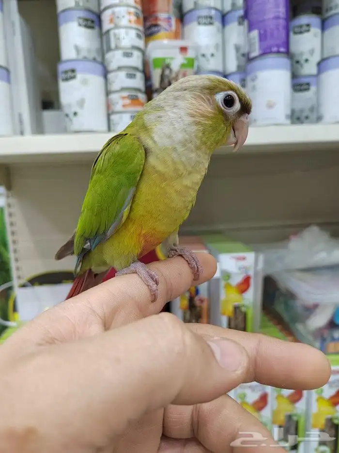 فرخ ببغاء كنيور أليف مدرب 7