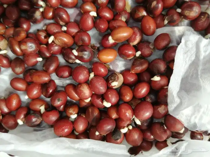 نخيل وشنطني توفر لدينا بذور للبيع 7