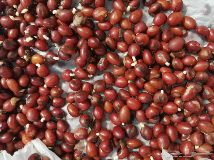نخيل وشنطني توفر لدينا بذور للبيع 6