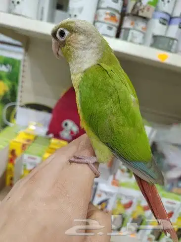 فروخ كنيور مفطومه اليفهر 2
