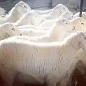 ذبايح حري نجدي سواكني 2