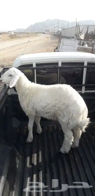 ذبايح حري نجدي سواكني 4