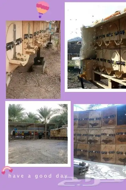 خلايا نحل بلدي للبيع وعسل طبيعي (جملة وقطاعي) 0