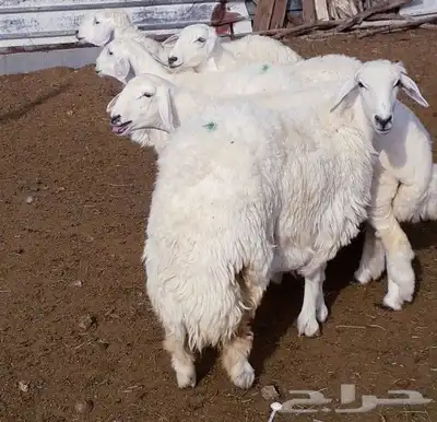ذبايح حري نجدي سواكني 3