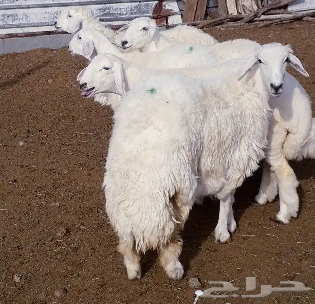 ذبايح حري نجدي سواكني 3