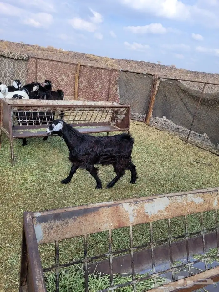 ذبيحتك سواكني مربى لباب بيتك وحري فاخر 33