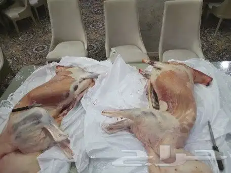 تجهيز شوي خارجي بأيادي سورية داخل وخارج أبها 24