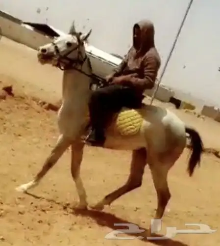 تدريب ركوب الخيل 0