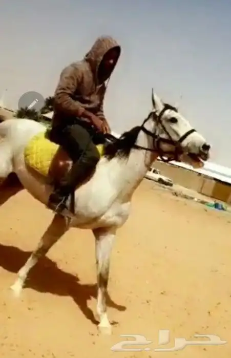 تدريب ركوب الخيل 3