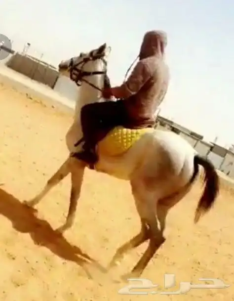 تدريب ركوب الخيل 2