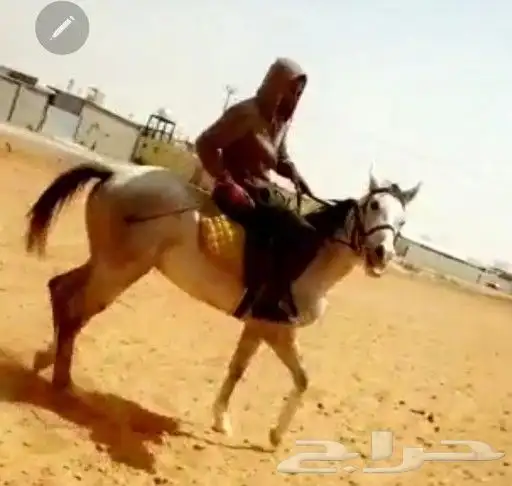 تدريب ركوب الخيل 4