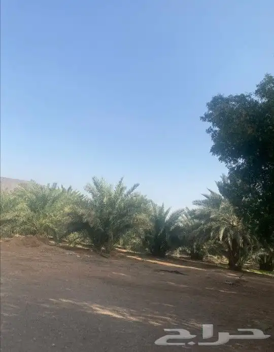 للبيع مزرعة قريبة من مسجد الميقات - المدينة 0