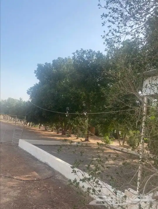 للبيع مزرعة قريبة من مسجد الميقات - المدينة 3