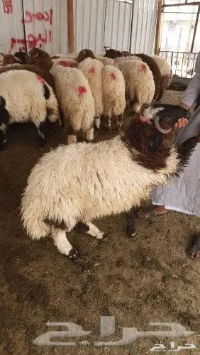 غنم للبيع من سوق الغنم الرياض بالتوصيل 14