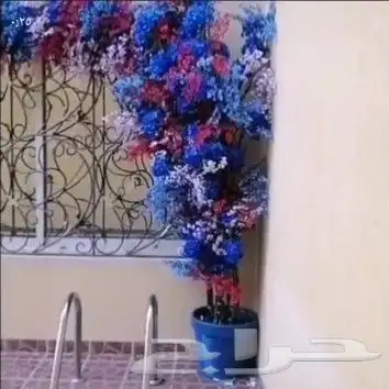 تنسيق شجر ورد الربيع 0
