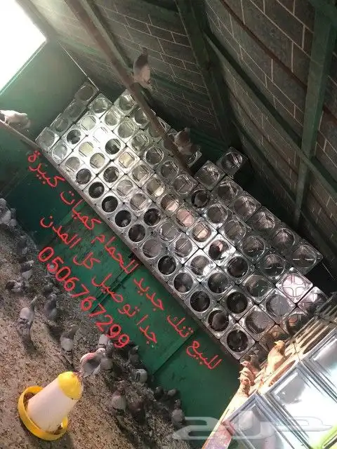 سطول تنك حمام كميات كبيرة توصيل كل المدن 17