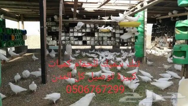 سطول تنك حمام كميات كبيرة توصيل كل المدن 3