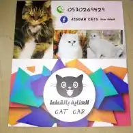 العناية بلقطط جدة الكشف مجاني 0
