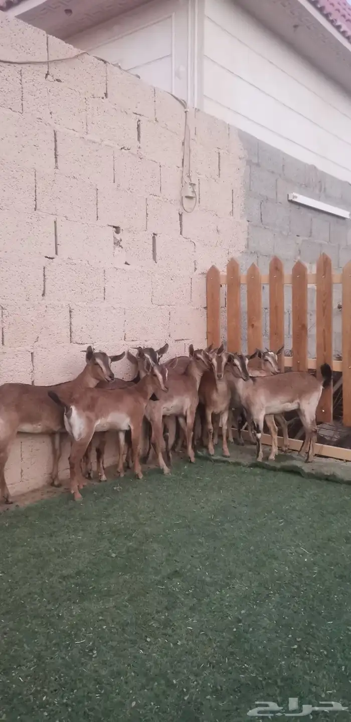 جفرات لون الصيد صنف ونقوة - المزاحمية - 2