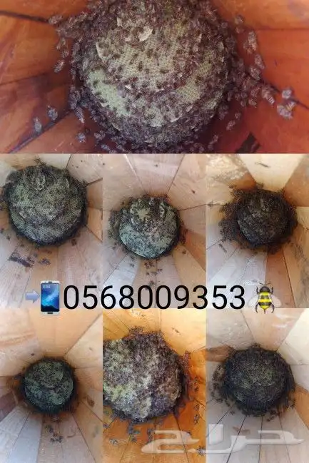 خلايا نحل بلدي للبيع وعسل طبيعي (جملة وقطاعي) 11
