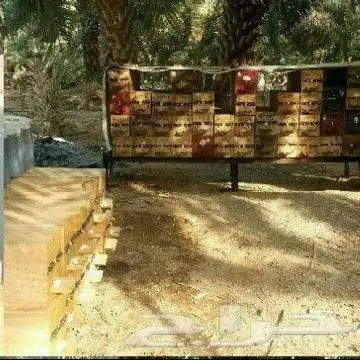 طرود نحل بلدي أعواد(بالمدينةالمنورة)يوجدتوصيل 9