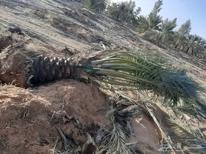 قشع وغرس النخيل 44