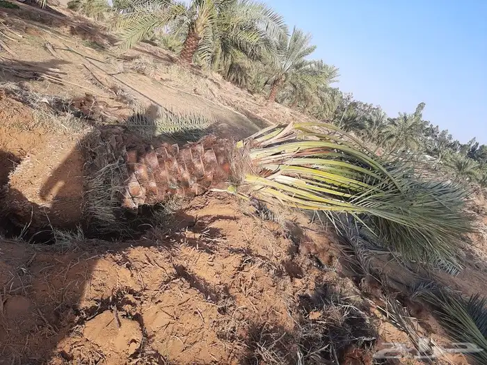 قشع وغرس النخيل 40
