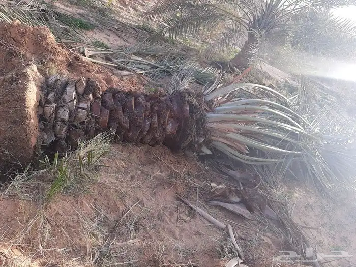 قشع وغرس النخيل 51